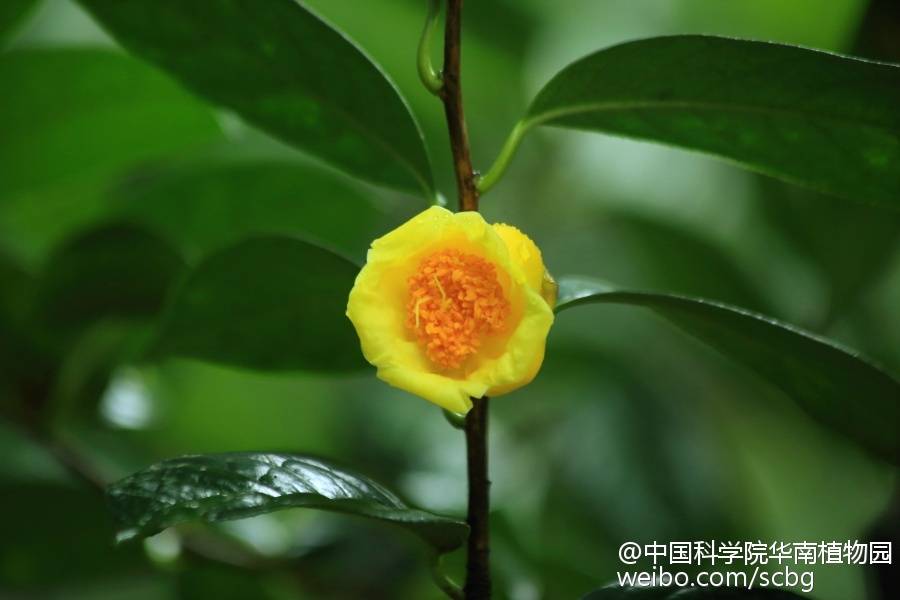 国家一级保护植物——金花茶（Camellia petelotii），又名多瓣山茶。山茶科（Theaceae）常绿灌木或小乔木，高约2～5m。