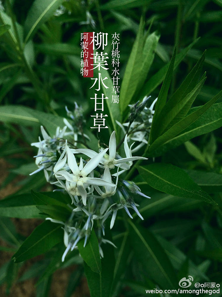 柳叶水甘草 夹竹桃科水甘草属