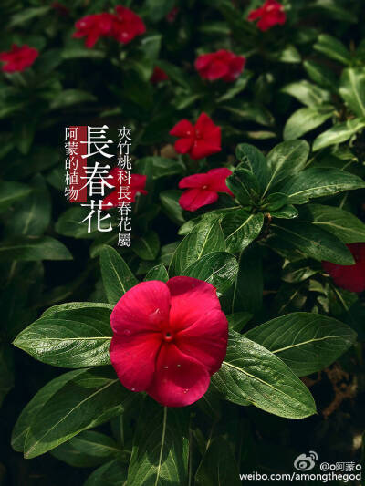 长春花