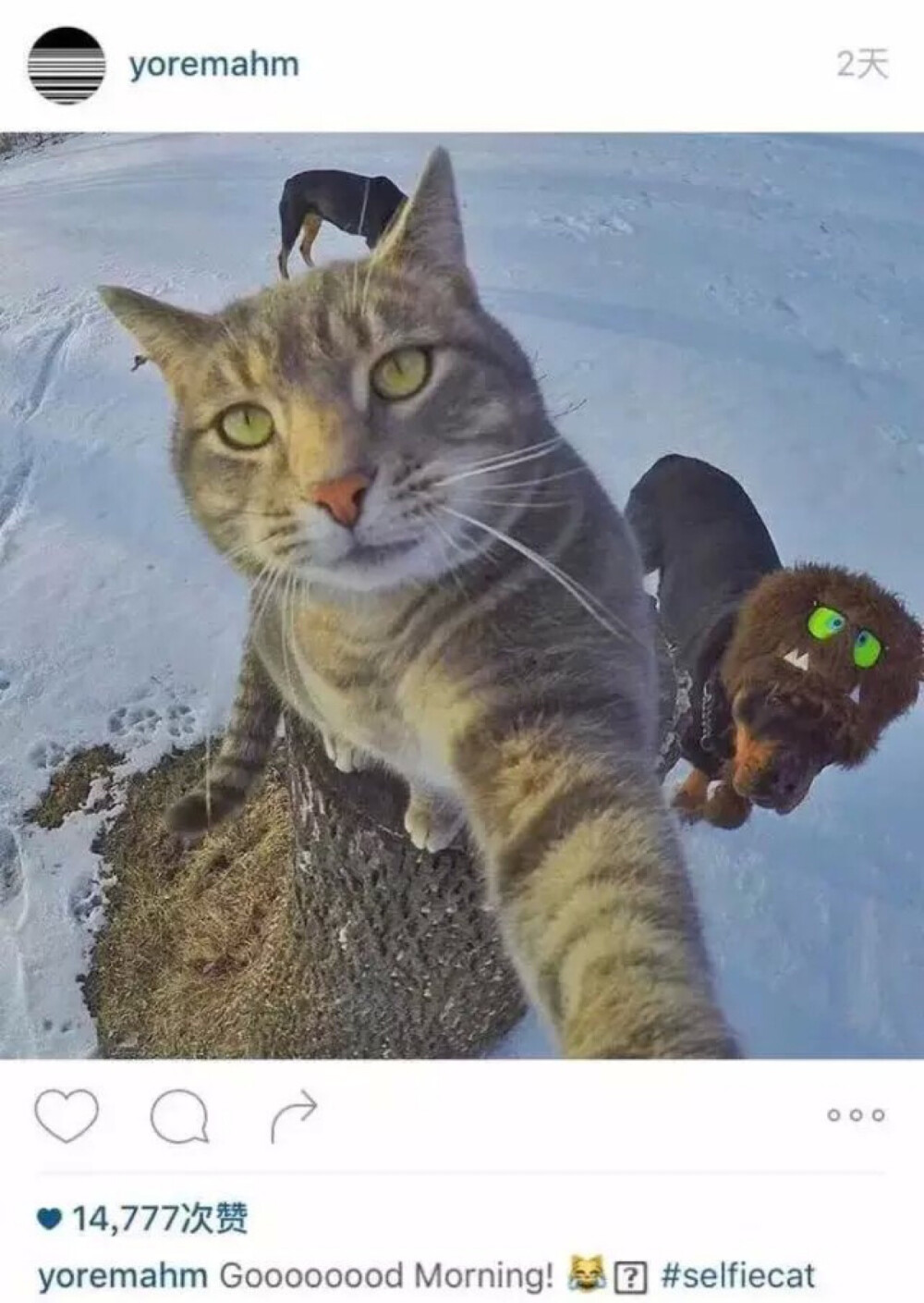 ins上很火的自拍猫 主人说有一次这猫不小心按了GoPro快门键 从此爱上自拍 