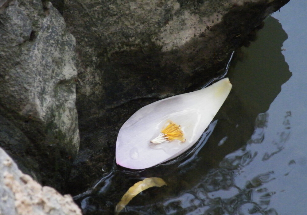 花自飘零水自流