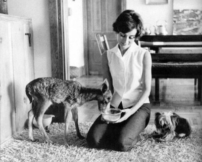 1959年，赫本30岁时出演丈夫梅尔执导的《绿厦》，养了一只小鹿，取名Pippin。这只叫Pippin的小鹿在很多地方和赫本很像。它也有一对大眼睛和细瘦的腿，赫本把它像其它宠物一样养在家里，允许Pippin上沙发睡觉，甚至还…