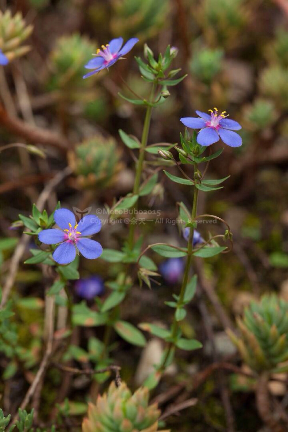 琉璃繁缕Anagallis arvensis，欧洲草地或庭园常见的报春花科小草本，原产欧洲、西亚和北非，现在已经被人类带到各个热带及亚热带国家，在中国东南沿海也有；琉璃繁缕有两种颜色，但是这两种色型属于同一个种类，红色的较常见，蓝色的少些。