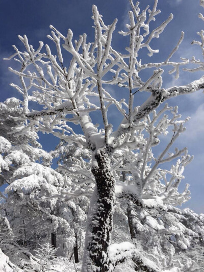 黄山雪景