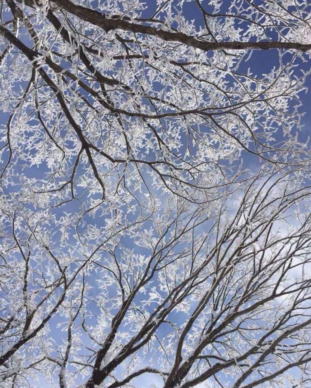 黄山雪景