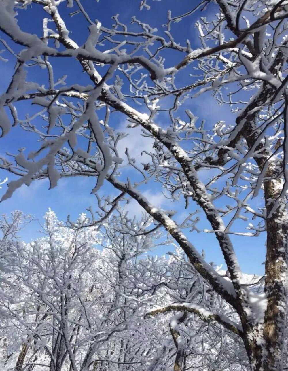 黄山雪景