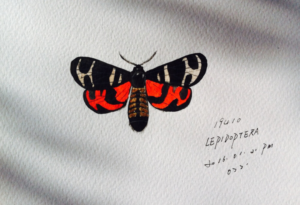 Lepidoptera （中文名：雅灯蛾），用纸是梵高200g、10.5*15cm水彩纸。