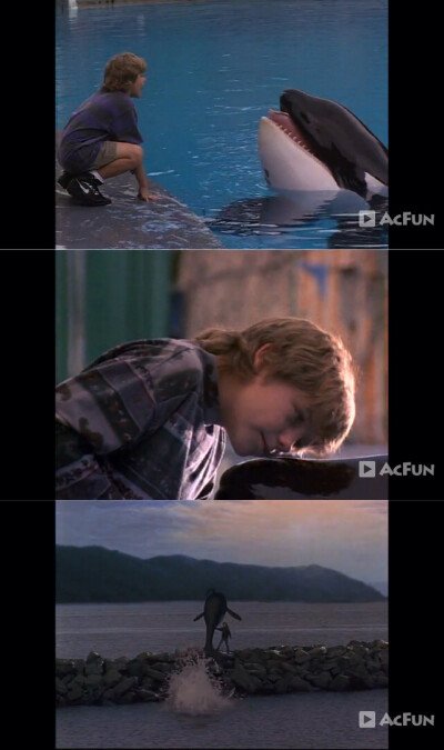 人鱼的童话1Free Willy 1(1993).片中的虎鲸Willy原名Keiko-“威利的鳍是弯的？被捕获后常有的现象，也许需要更大的泳池”