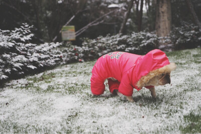 狗子第一次见雪