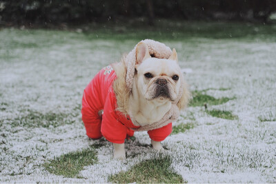 狗子第一次见雪