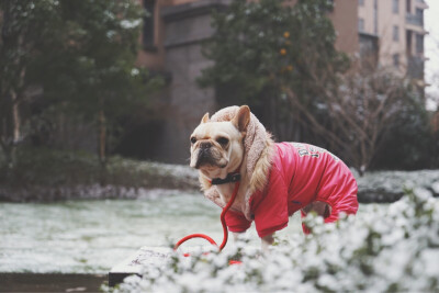 狗子第一次见雪