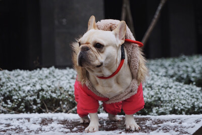 狗子第一次见雪