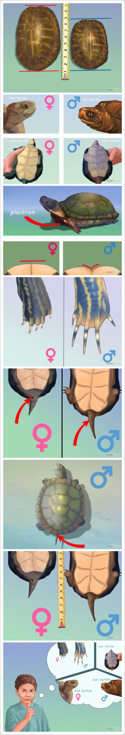 如何区分雄龟和雌龟