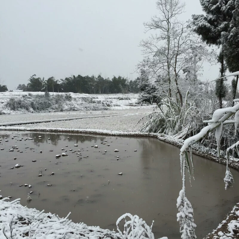 我住的城市下雪了