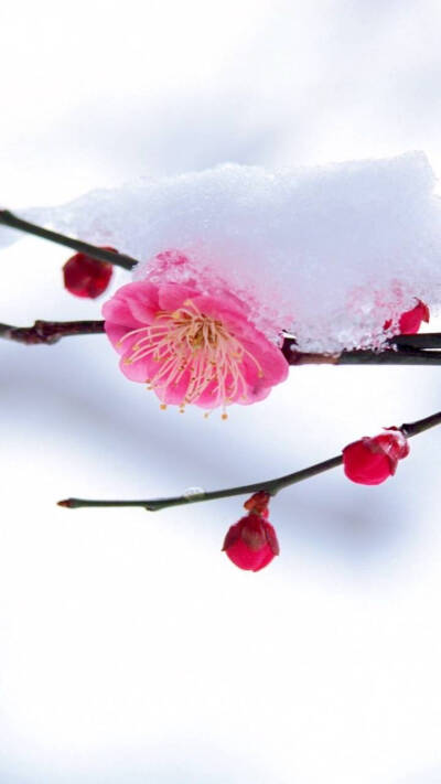 雪景锁屏壁纸原图第一波，关注我分享更多壁纸。