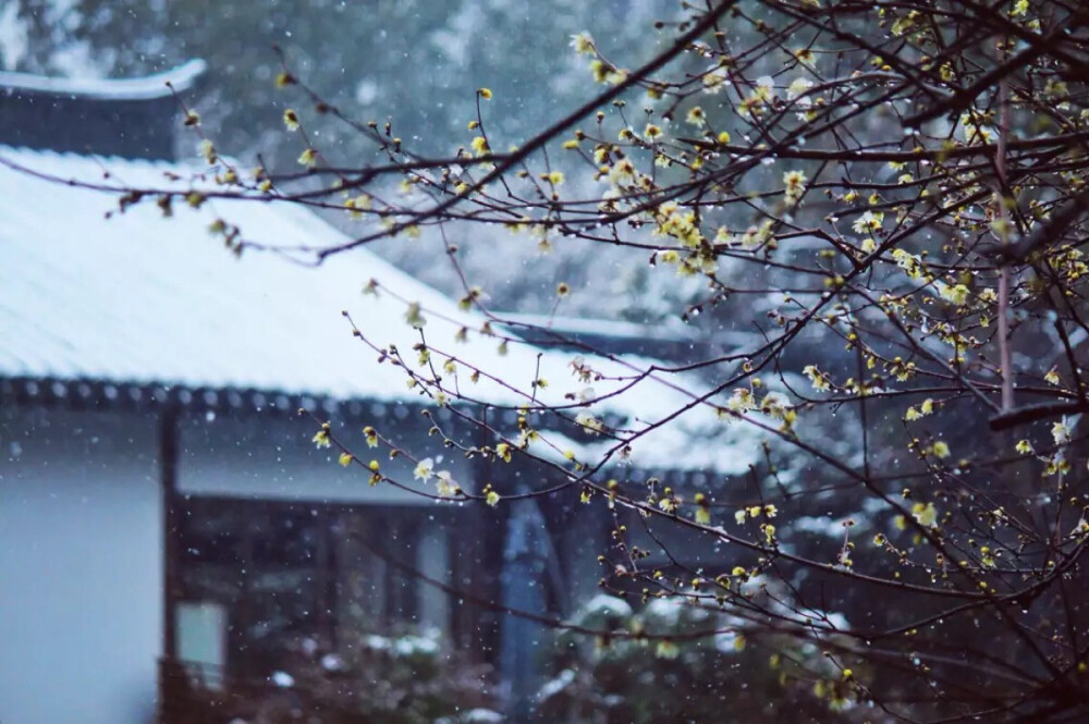 碎玉飞坠，琼枝横斜。一场雪，便能让琉璃世界降临于人间。有时想想，会觉得或许人们爱雪景不仅是它难得、美丽、又容易消歇。而是它更接近于某种对“净土”的幻想。就像唐画中的青绿山水总会慢慢蜕变为元代水墨挥就的枯木寒林。雪让一切变得干净，与安静。它吸收声音，却反射一切光辉。