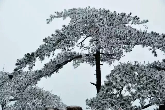 雪景