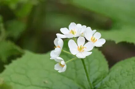 日本本州島北部有一種花，淋雨后花瓣就會(huì)變成透明的，簡(jiǎn)直美哭了！