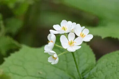 日本本州岛北部有一种花，淋雨后花瓣就会变成透明的，简直美哭了！