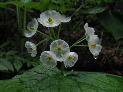 日本本州岛北部有一种花，淋雨后花瓣就会变成透明的，简直美哭了！