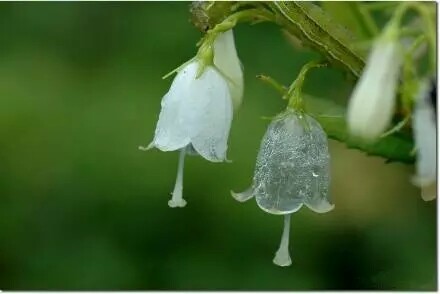 日本本州岛北部有一种花，淋雨后花瓣就会变成透明的，简直美哭了！