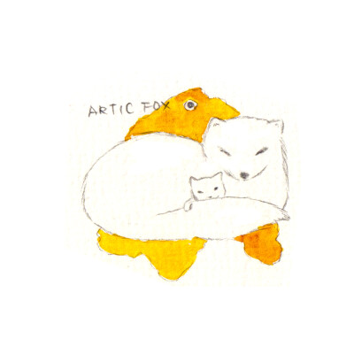 极地动物-北极狐