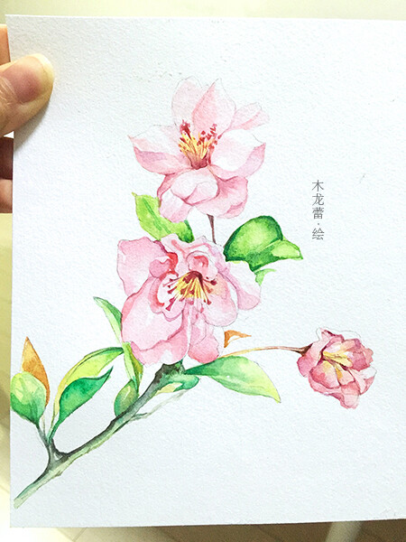 水彩画樱花，向你微笑。涂鸦 色彩 水彩 手绘 樱花 插画 艺术 植物 绘画 古风 花 小清新 治愈系 桃花 粉色 花朵