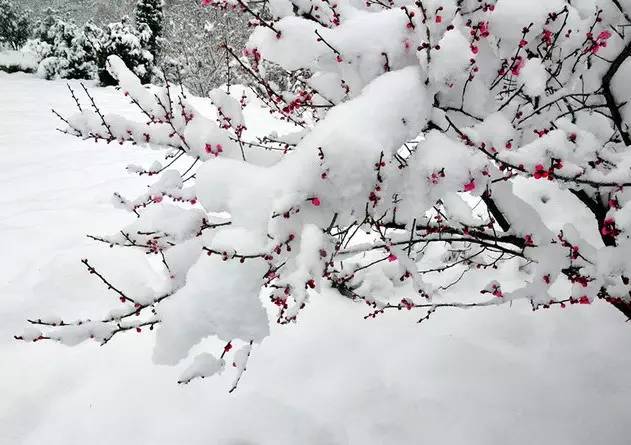 梅，剪雪裁冰，一身傲骨