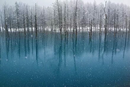 北海道 ， 美瑛青池。作者：Kent Shiraishi