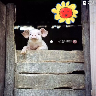 本宝宝已经看破红尘 不问世事 恳请施主再给我来碗鸡蛋羹