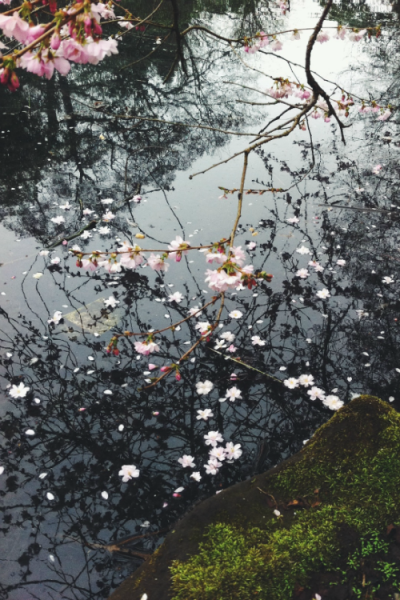 花瓣雨池水