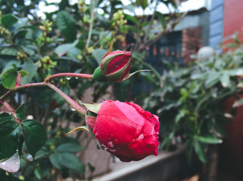 #闲时#冬雨后的花