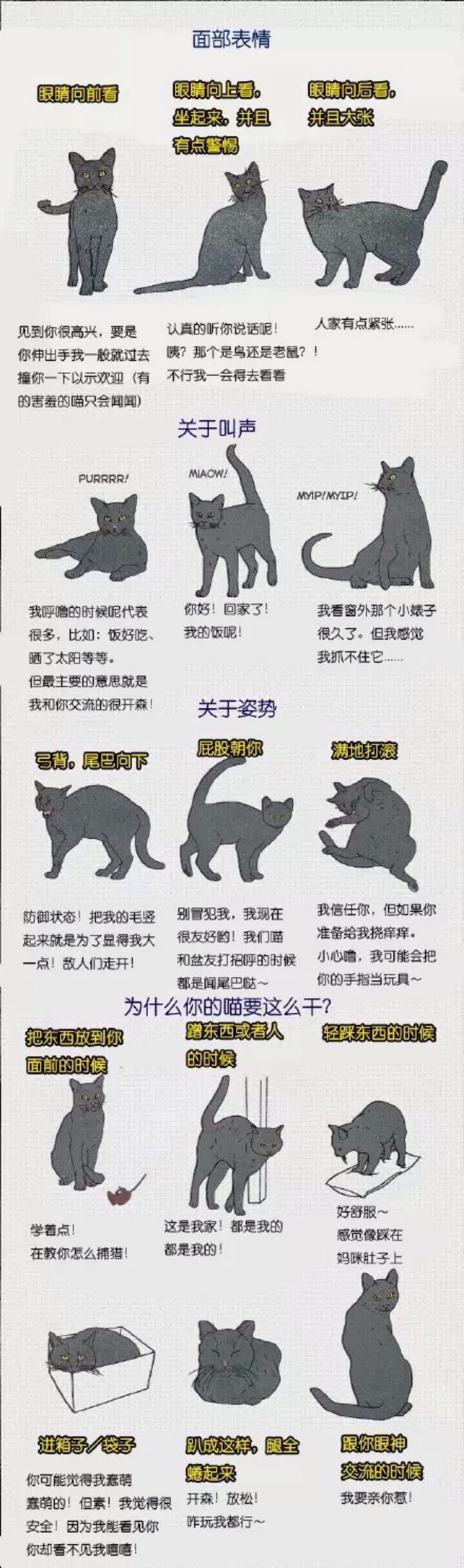 关于猫咪的小知识