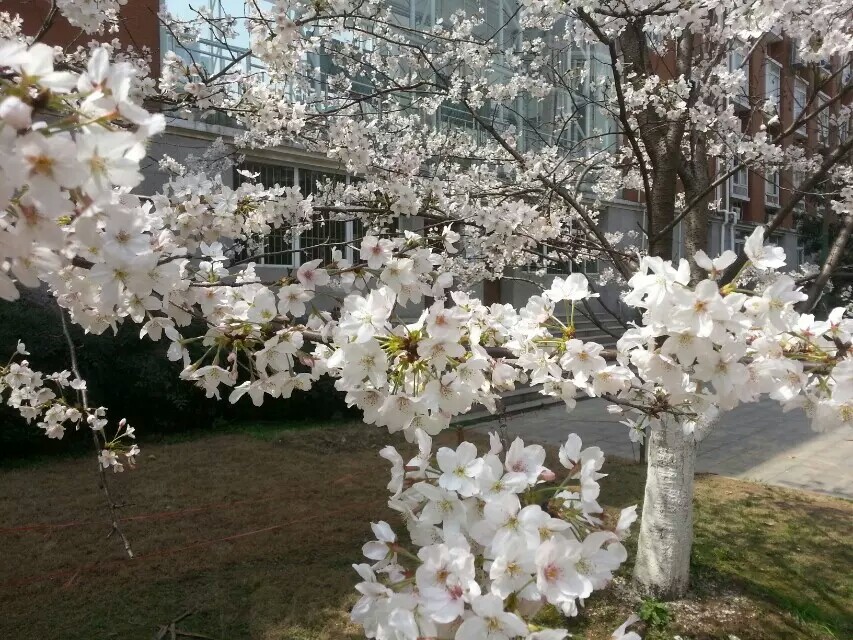 树上落瓣已被扫去，树上花开正好