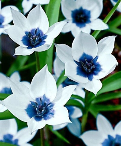 【英国进口种球】原生蓝紫色心郁金香(Tulip 'Albocaerulea') 