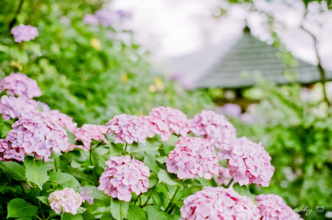 绣球花(又名八仙花、紫阳花、七变化、洋绣球、粉团花)|善变