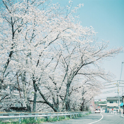 樱花旅途