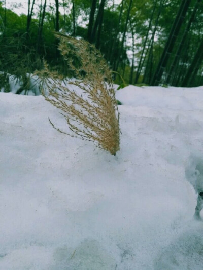 抬头看见雪