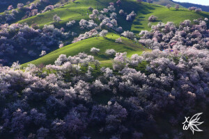 伊犁· 杏花沟