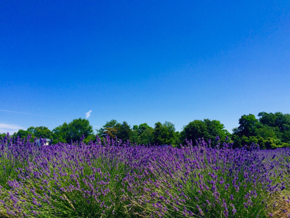 你好 夏天 你好 薰衣草 你好 我很想你