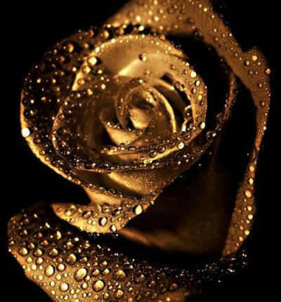 Gold rose