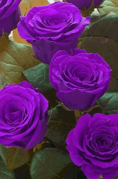 purple roses