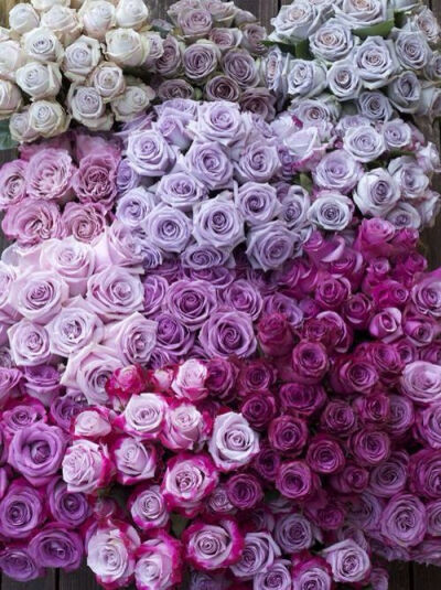 Purple roses