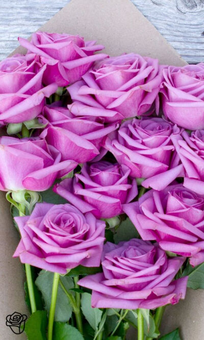 purple roses