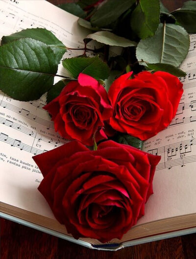 Red roses 