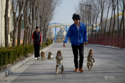 刷新闻看见几只猴子，傻萌傻萌的