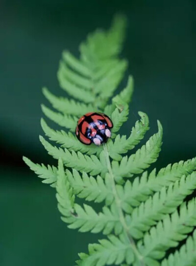 小甲虫