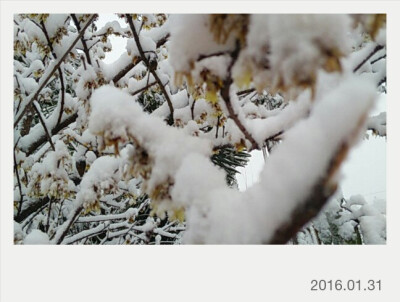 银装 <br />梅须逊雪三分白，雪却输梅一段香