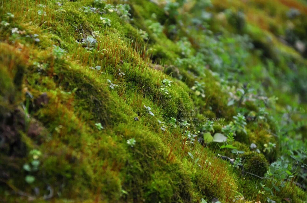 苔藓高清大图