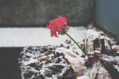 雪和花